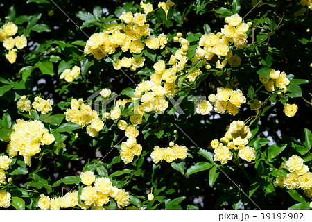 ヤマブキの花 39192902