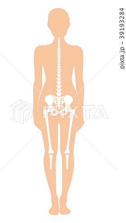 女性全身 骨格 39193284