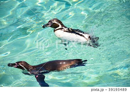 泳ぐフンボルトペンギン 39193489