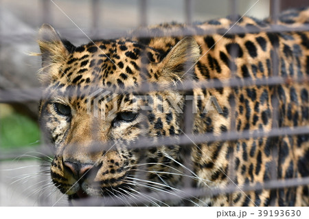 ヒョウ・動物園 ヒョウ・動物園 39193630