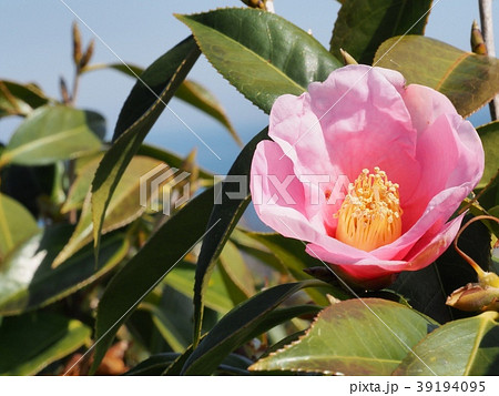 有楽椿　ツバキ　ウラクツバキの花 39194095