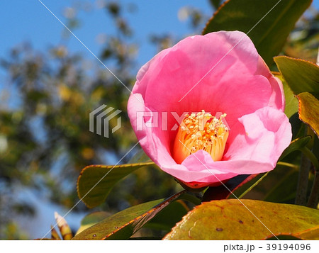 有楽椿 ツバキ ウラクツバキの花 有楽椿 ツバキ ウラクツバキの花 39194096