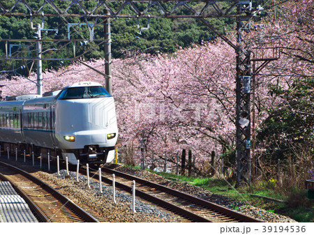 山中渓桜 山中渓桜 39194536