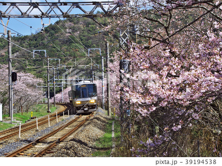 山中渓桜 39194538