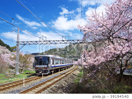 山中渓桜 39194540