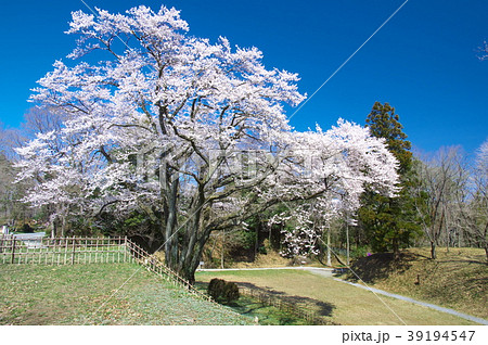 一本桜 - 鉢形城の桜　エドヒガン 39194547