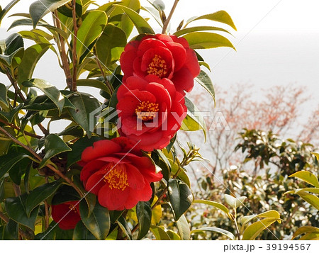 ツバキの花 赤いツバキ ツバキ 八重咲きの写真素材