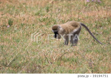 サバンナモンキー 39194751