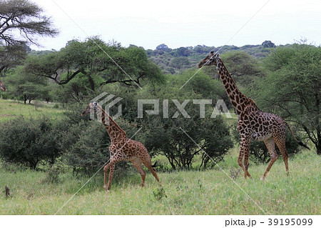 タランギレ国立公園 39195099