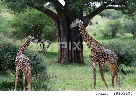 タランギレ国立公園 39195100