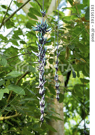 ヒスイカズラ 39195163