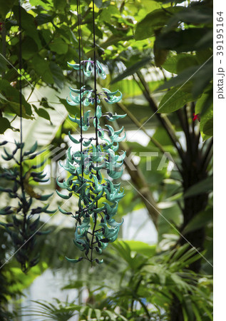 ヒスイカズラ 39195164