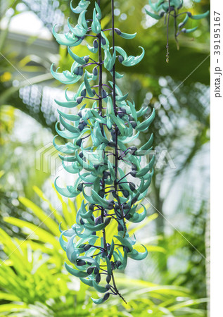 ヒスイカズラ 39195167