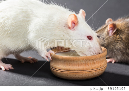 animal white rat eating animal white rat eating 39195195