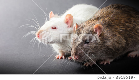 white and gray rats 39195197