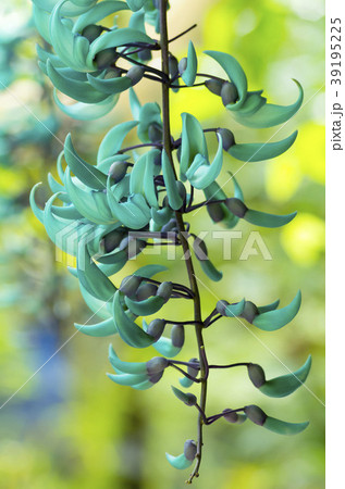 ヒスイカズラ 39195225