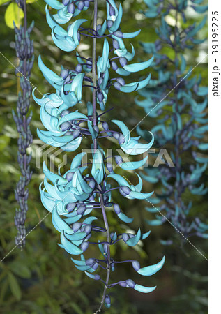 ヒスイカズラ 39195226