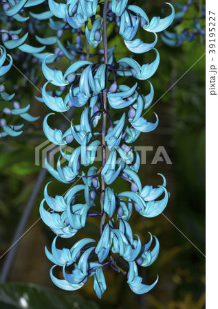 ヒスイカズラ 39195227