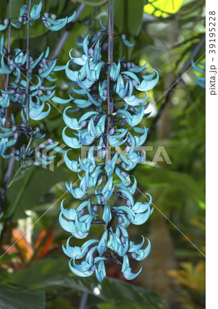 ヒスイカズラ 39195228