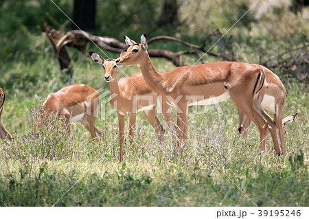 タランギレ国立公園 タランギレ国立公園 39195246