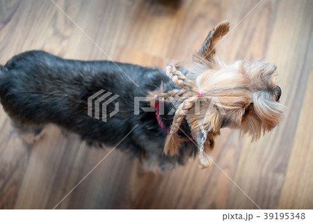 Yorkshire terrier hairs combed in braids, thor   39195348