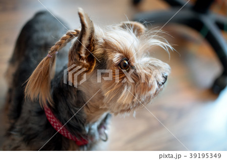 Yorkshire terrier hairs combed in braids, thor Yorkshire terrier hairs combed in braids, thor 39195349