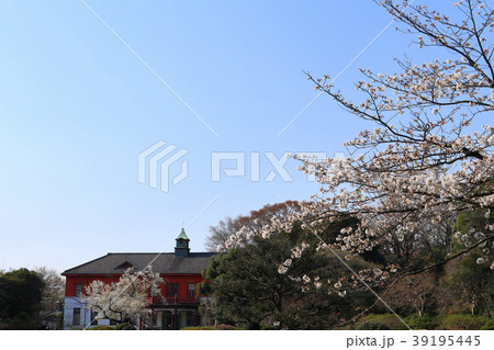 小石川植物園の桜と旧東京医学校本館（3月）東京都文京区 39195445