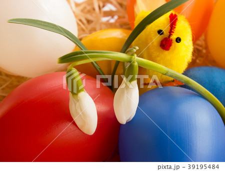 Easter eggs chicken and first spring snowdrops Easter eggs chicken and first spring snowdrops 39195484
