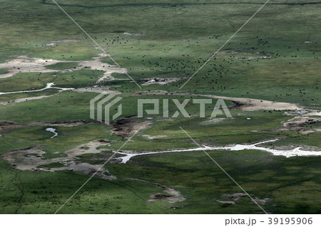 ンゴロンゴロ国立公園 ンゴロンゴロ国立公園 39195906