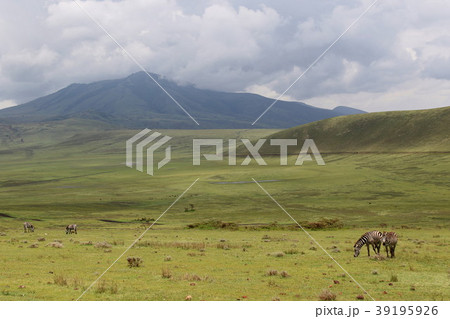 ンゴロンゴロ国立公園 39195926