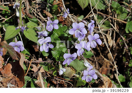 スミレ スミレ 39196229