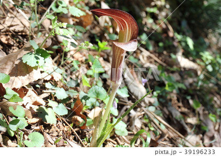 テンナンショウ テンナンショウ 39196233