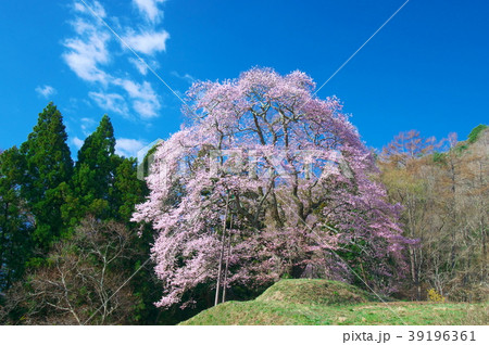 一本桜 - 秋山の駒桜 39196361
