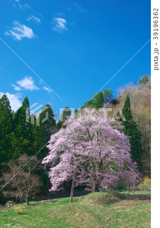 一本桜 - 秋山の駒桜 39196362
