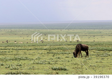 セレンゲティ国立公園 39196370