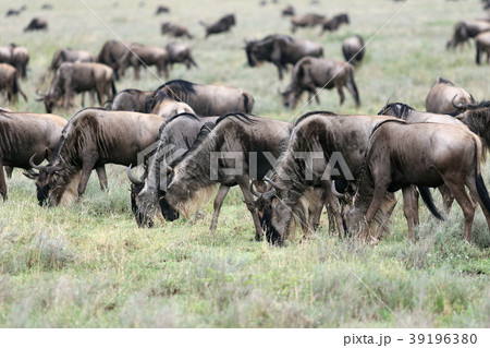 セレンゲティ国立公園 セレンゲティ国立公園 39196380