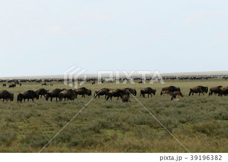 セレンゲティ国立公園 39196382