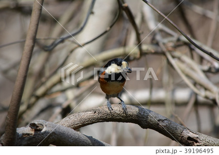 木の枝にとまったヤマガラ 木の枝にとまったヤマガラ 39196495