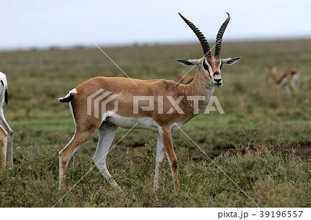 セレンゲティ国立公園 39196557