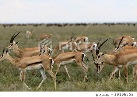セレンゲティ国立公園 39196558