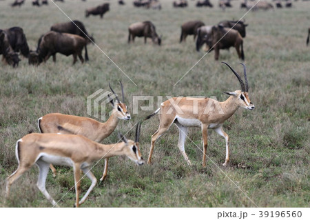 セレンゲティ国立公園 セレンゲティ国立公園 39196560