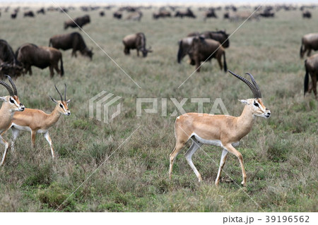 セレンゲティ国立公園 39196562