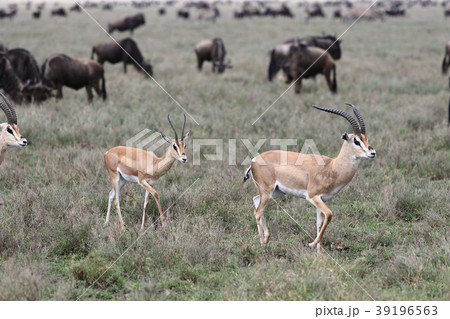 セレンゲティ国立公園 セレンゲティ国立公園 39196563