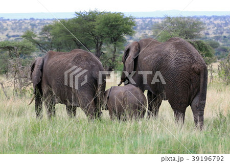 セレンゲティ国立公園 39196792