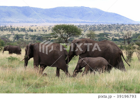 セレンゲティ国立公園 39196793