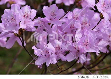 ハヤトミツバツツジ（交配品種） 39196860