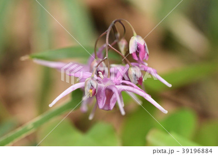 イカリソウ 39196884