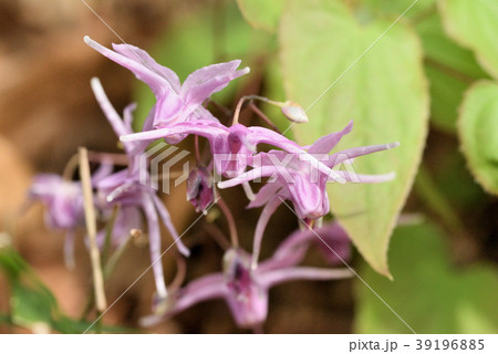 イカリソウ 39196885