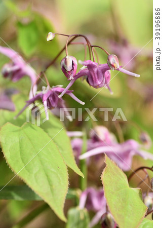 イカリソウ 39196886