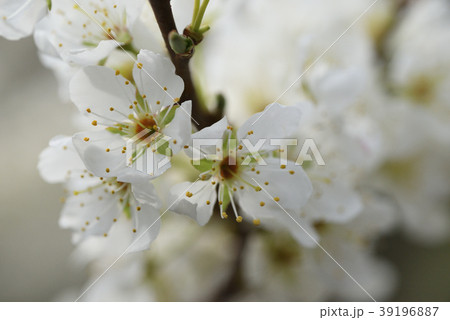サクラ 39196887